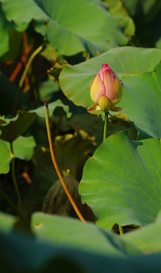 寻秋鄂城 | 大美花湖 心花怒放_长江云 - 湖北网络广播电视台官方网站