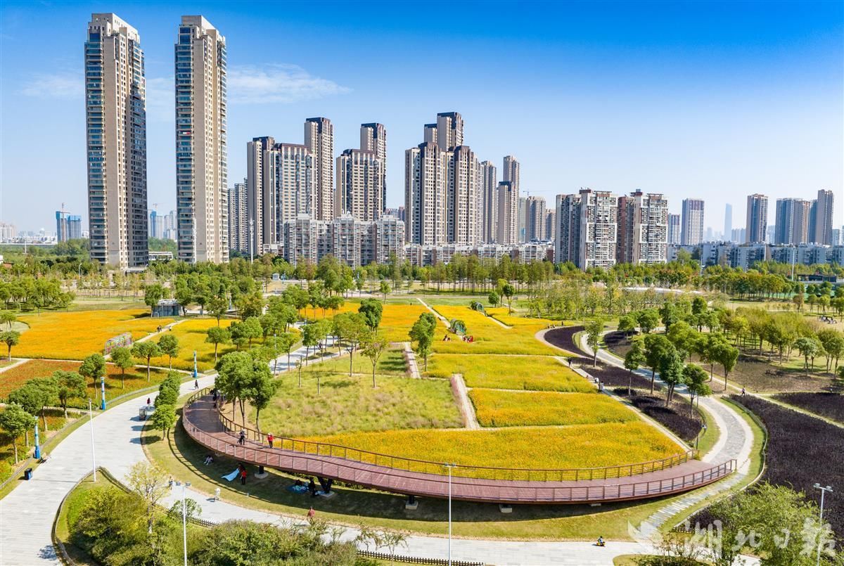 10月12日,武汉市硚口区汉江湾花田,波斯菊,硫华菊