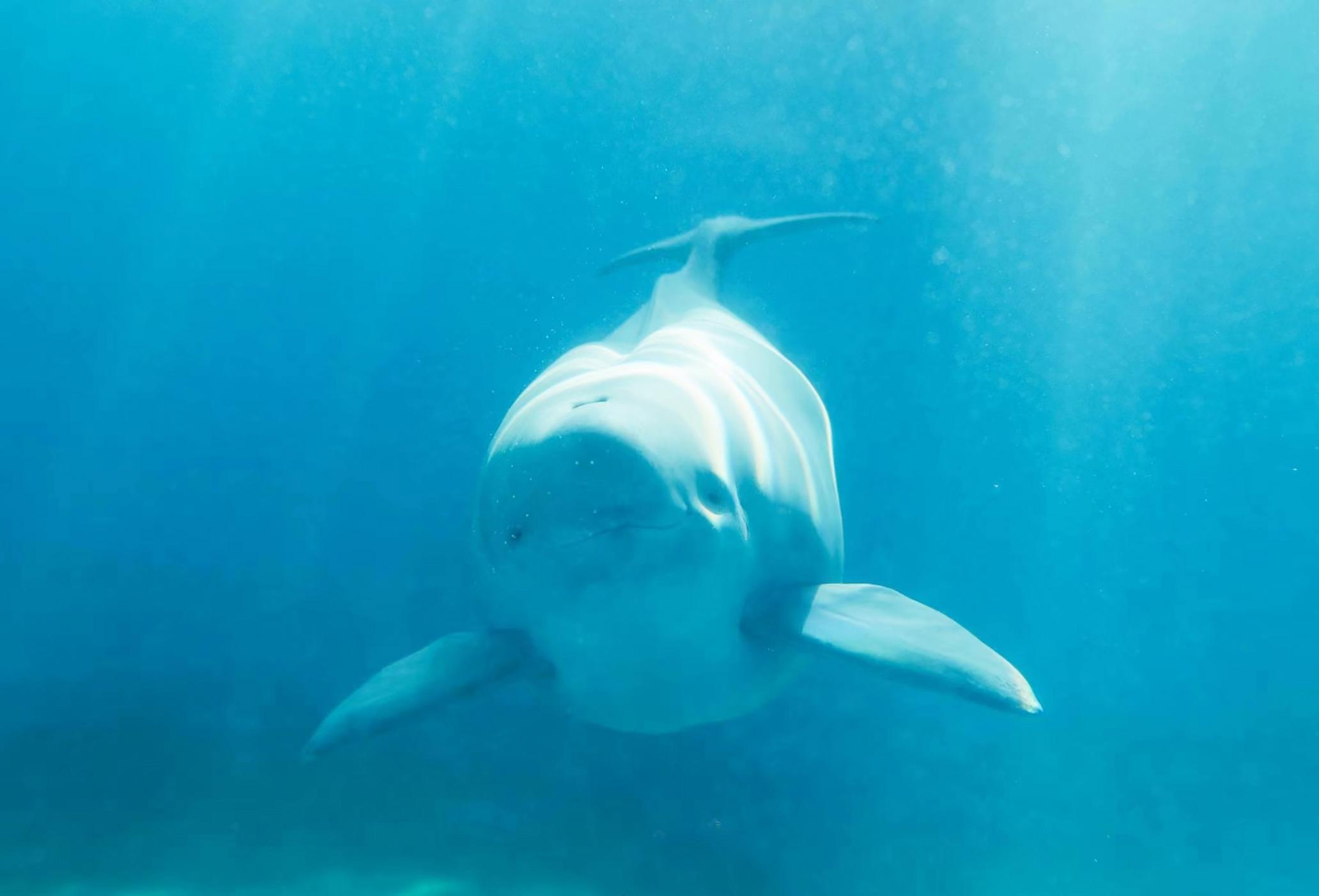 首头人工繁育的二代江豚叫汉宝 每天要吃4公斤小鱼