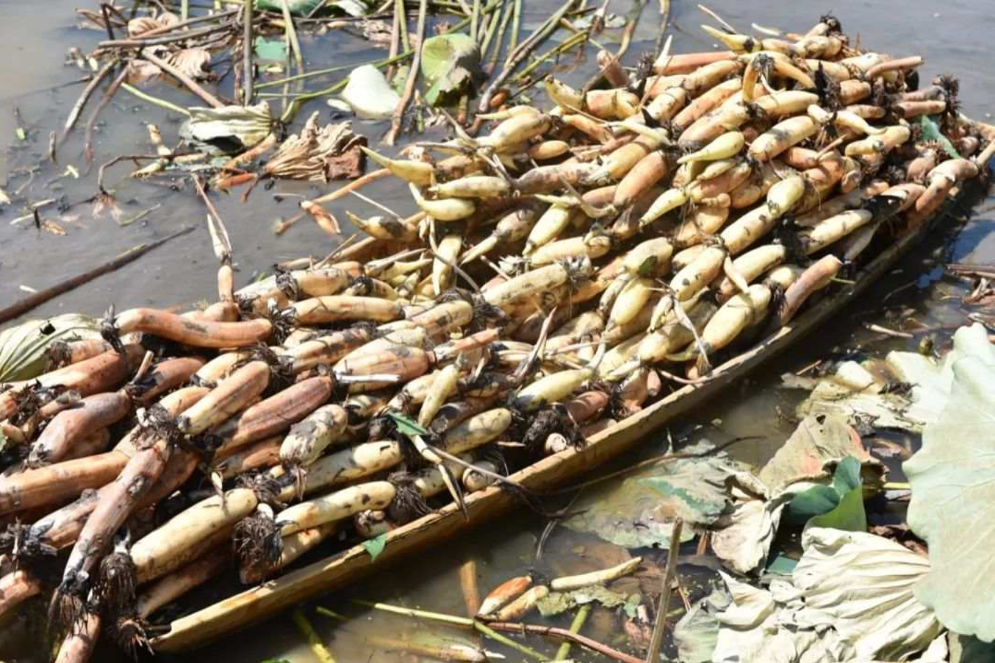 洪湖莲藕粉糯香甜营养滋补比山珍海味还要养人