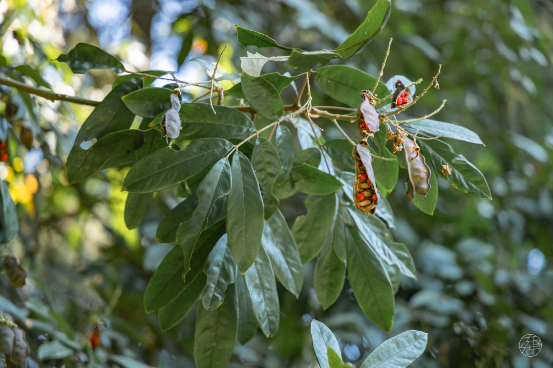 花榈木把厚厚的豆荚打开,露出鲜红色的果实,就像一只只小眼睛好奇地