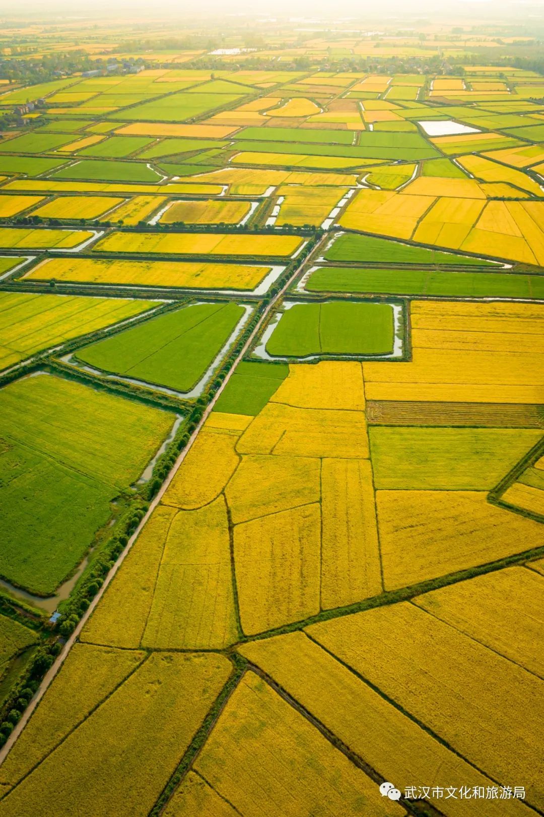 武汉60000亩稻海红了快来打卡