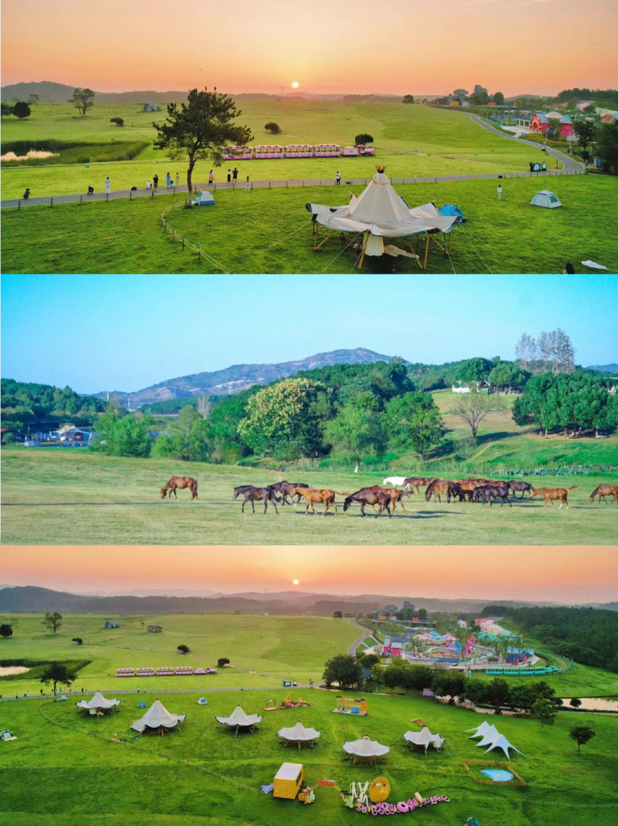 秋日胜春朝武汉这里2500亩花海盛放