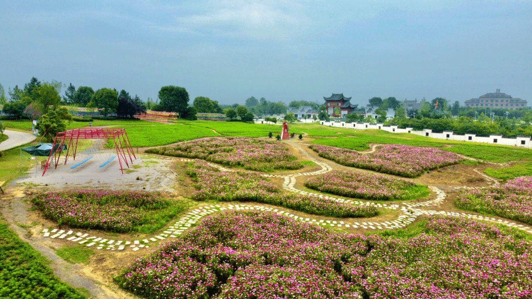 應城市黃岡 四季花海英山四季花海景區的花兒,在這個秋天開出了一坡又