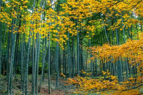 南山竹海秋季图片