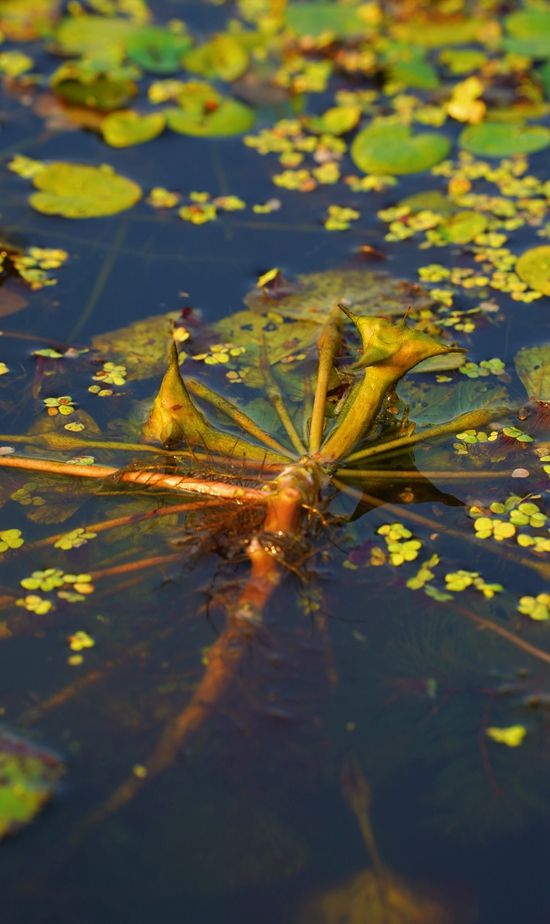 寻秋鄂城 | 大美花湖 心花怒放_长江云 - 湖北网络广播电视台官方网站