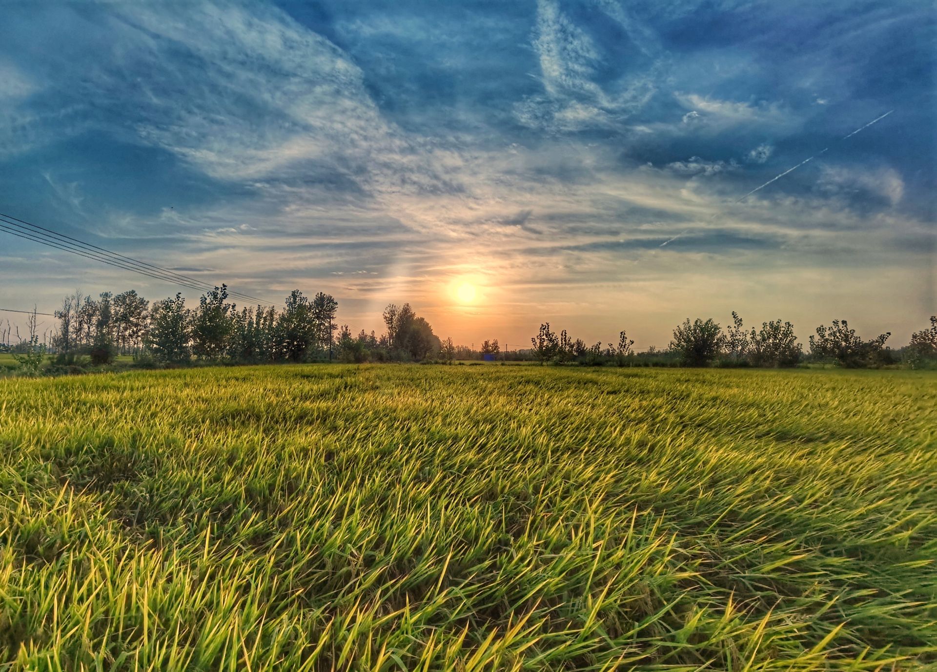 天门石家河镇-千年传承 风起稻香_长江云 - 湖北网络广播电视台官方
