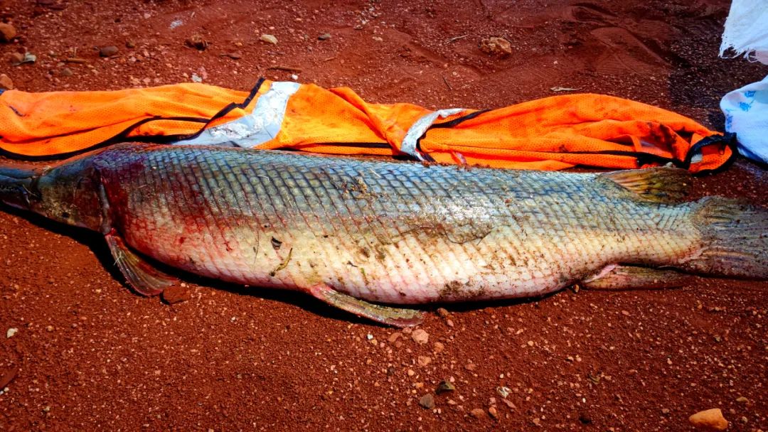 综合行政执法局组织工作人员在金江亲民公园人工湖抓获到一只长达1米1