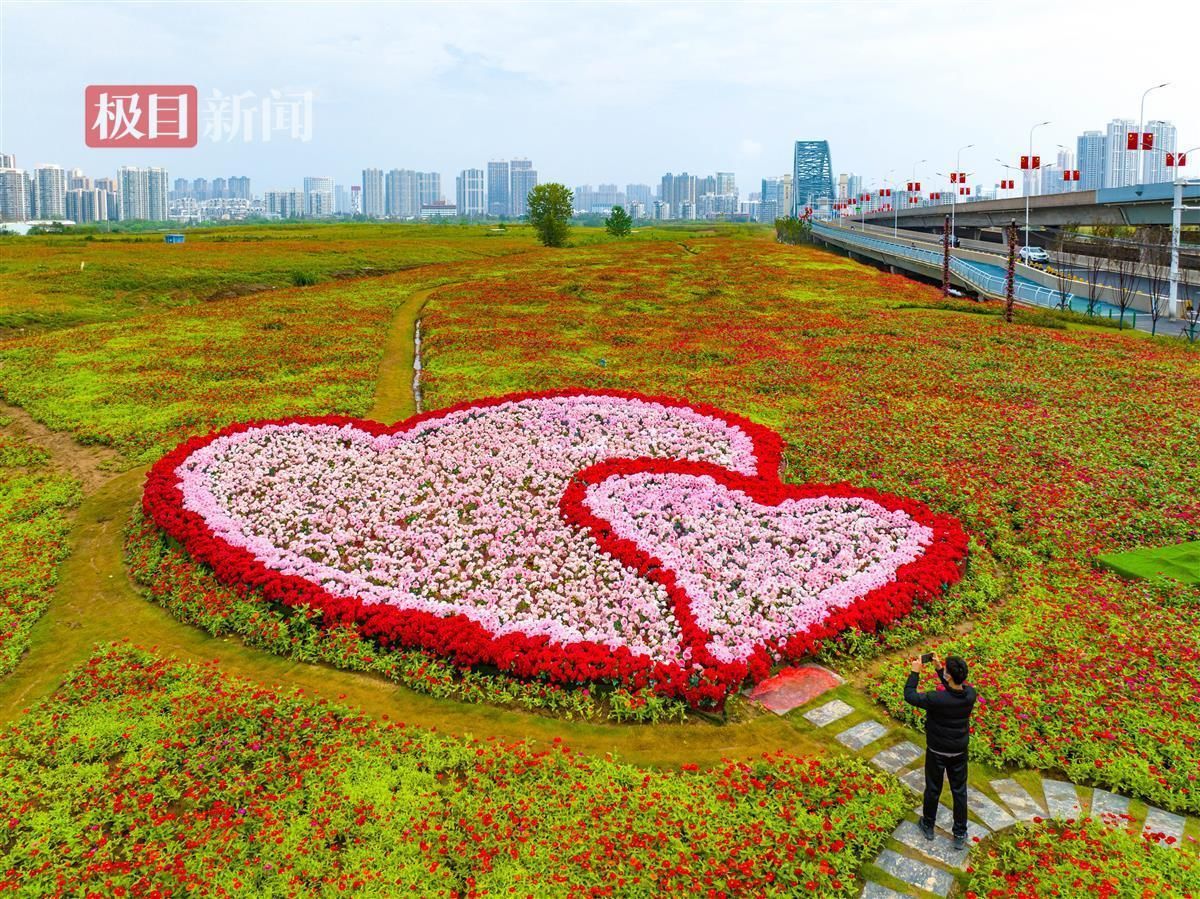 武汉汉江湾桥下现花海