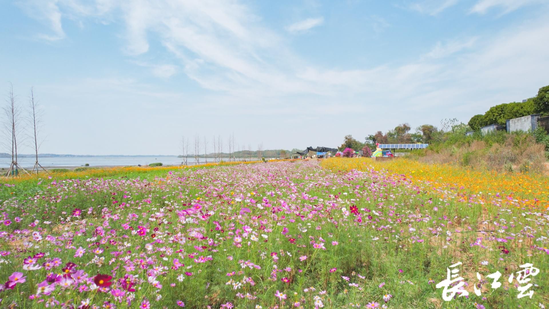 附近花海旅游景点图片