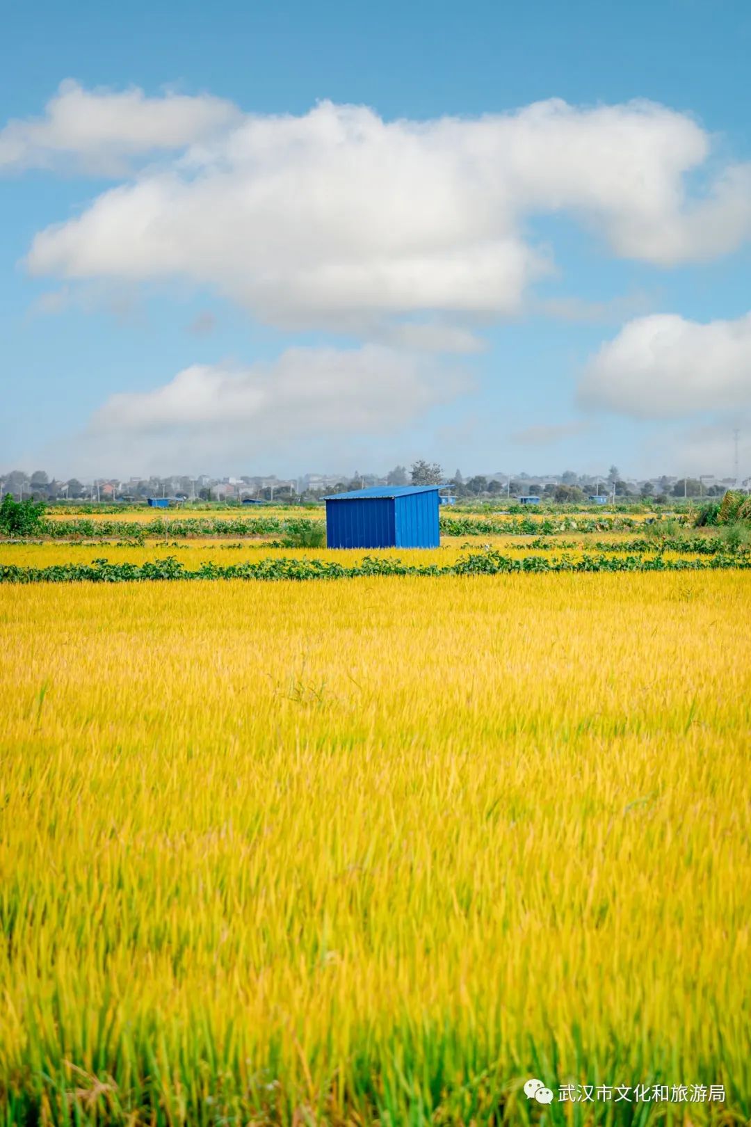 武汉60000亩稻海红了快来打卡