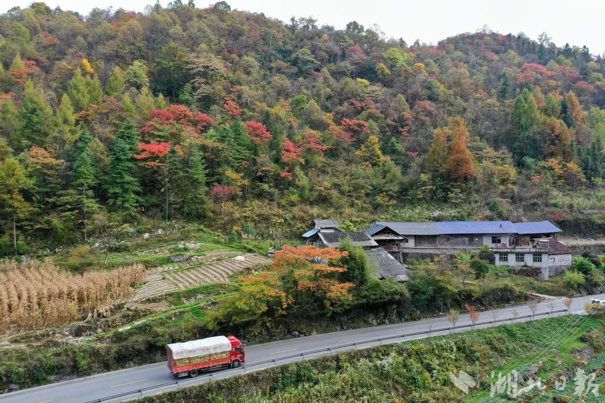 鹤峰五彩斑斓中营镇层林尽染秋色浓