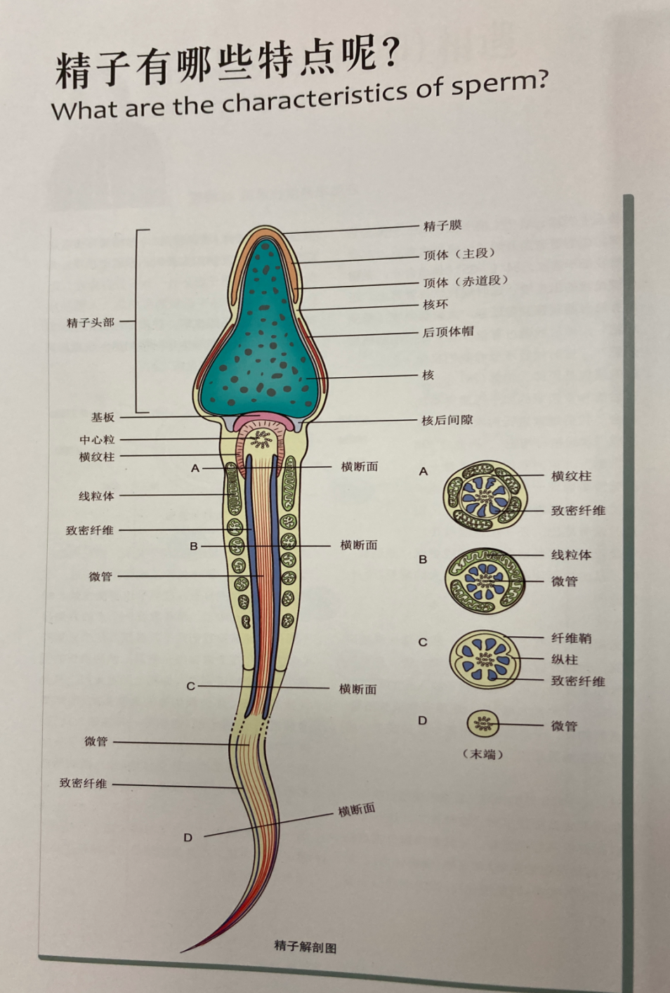 被多家医院放弃的无精症男子,如今竟然当爹了…这个技术让精子无中