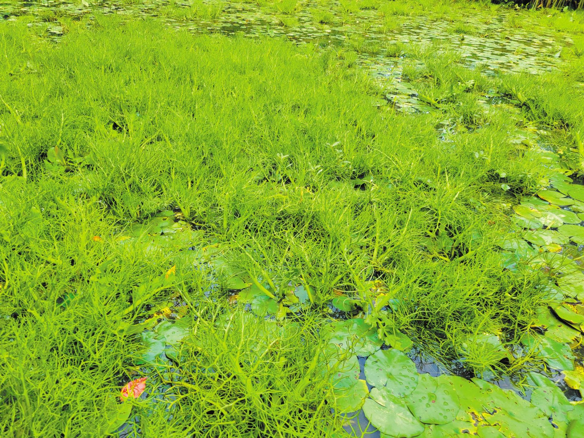 水生植物基地武汉图片