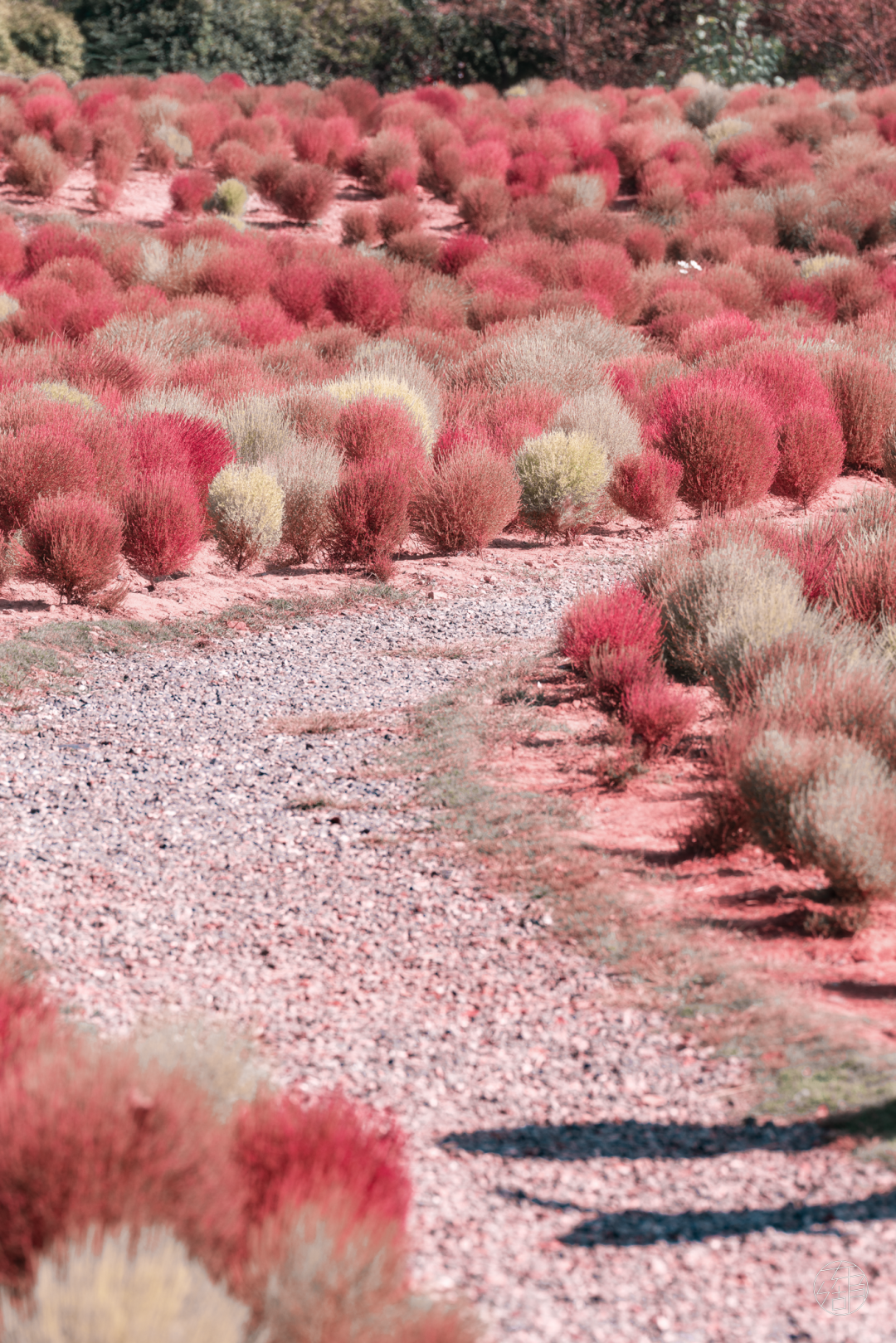 全武汉最大的地肤花海红了
