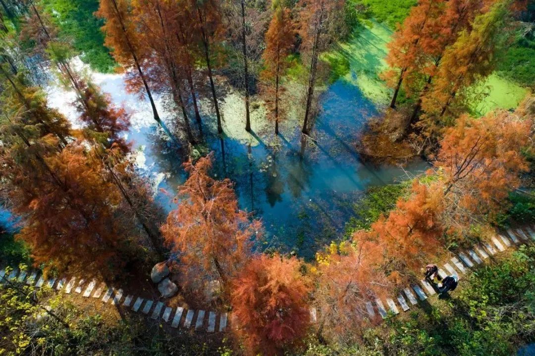 唯有的6個國家級溼地公園之一藏龍島溼地公園背靠湯遜湖不經意間就