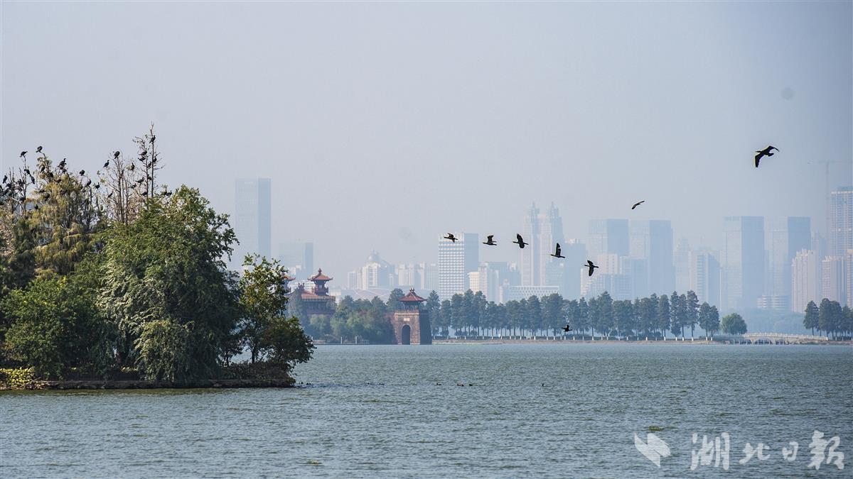 武汉东湖国家湿地公园成鸟类栖息天堂