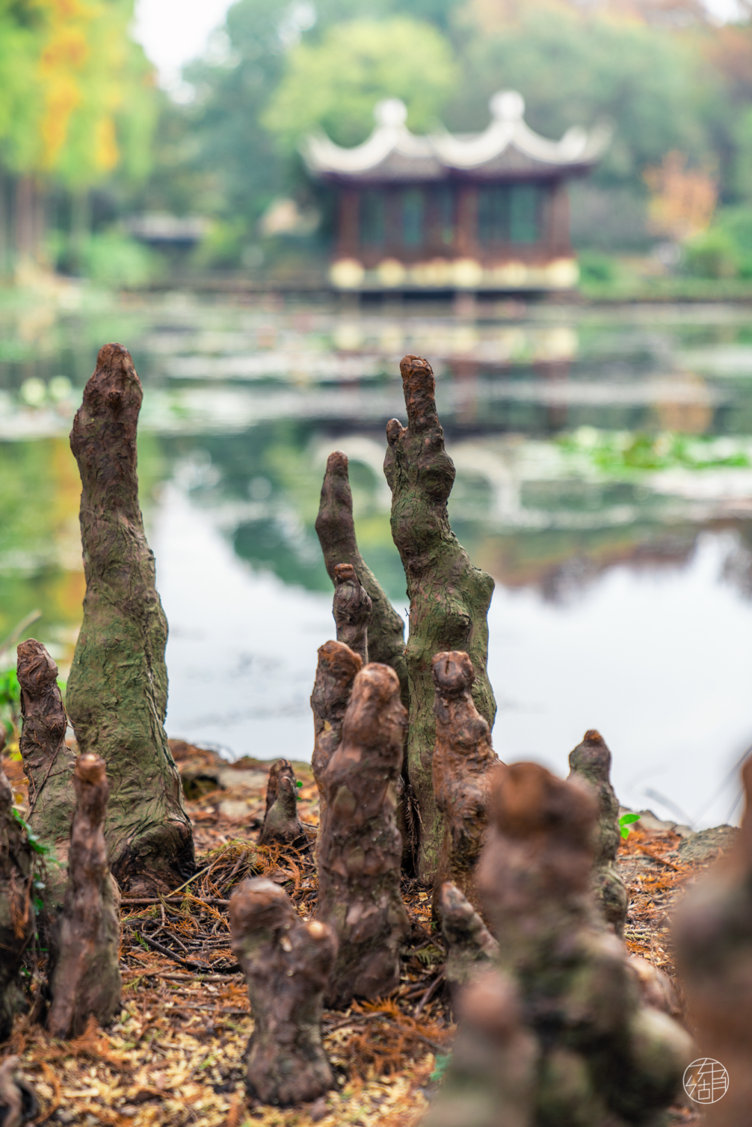 水杉属于杉科水杉属植物,池杉和落羽杉都属于杉科落羽杉属植物