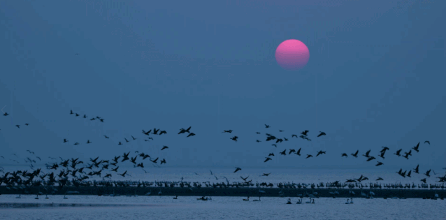 停歇,在南洞庭湖自然保护区南县舵杆洲区域,成群结队的白琵鹭,鸿雁,斑