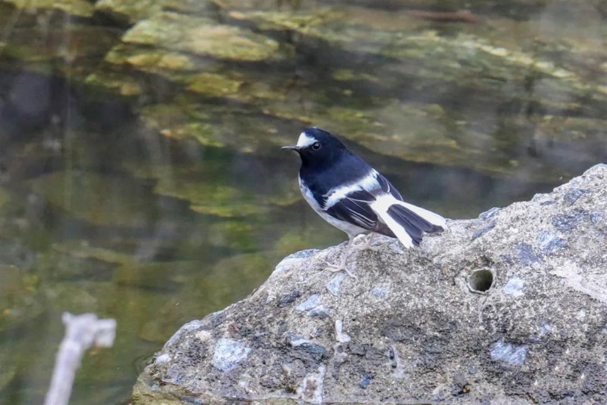 武汉发现小燕尾 为武汉市第448个鸟类新记录_长江云 - 湖北网络广播