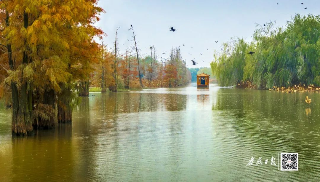 走看孝感大美湿地