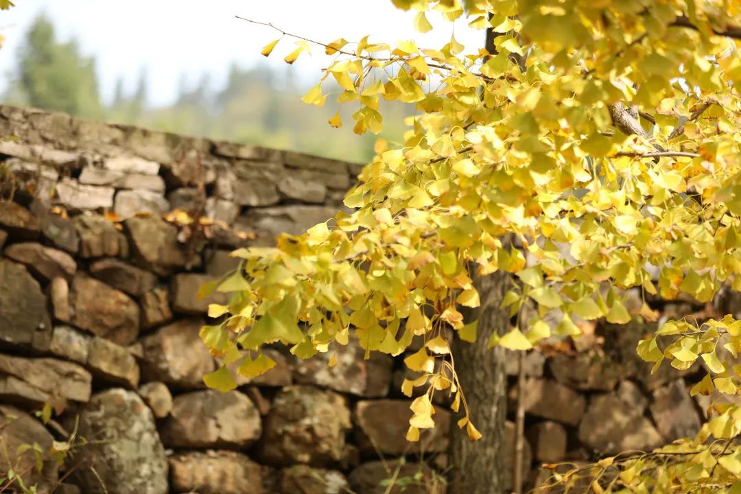 宜都松乐山银杏红枫色正浓_长江云 - 湖北网络广播电视台官方网站