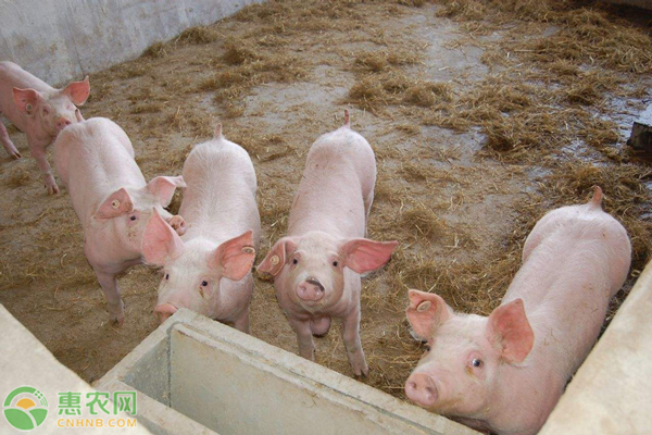 小猪刚买回来如何饲养管理