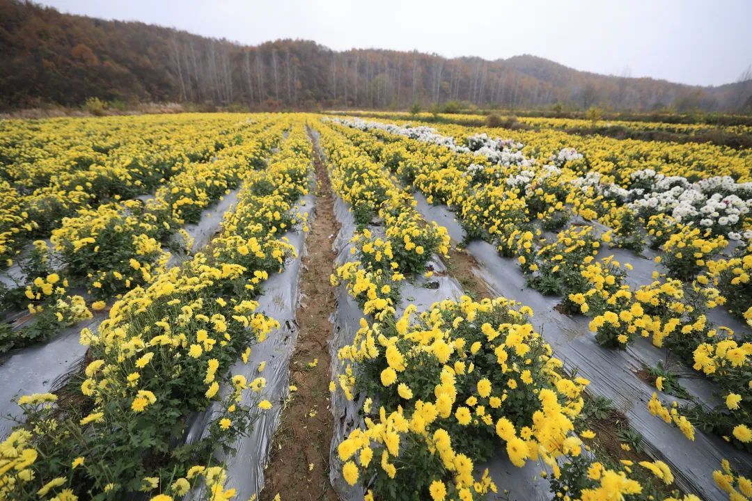 广州菊花种植基地图片