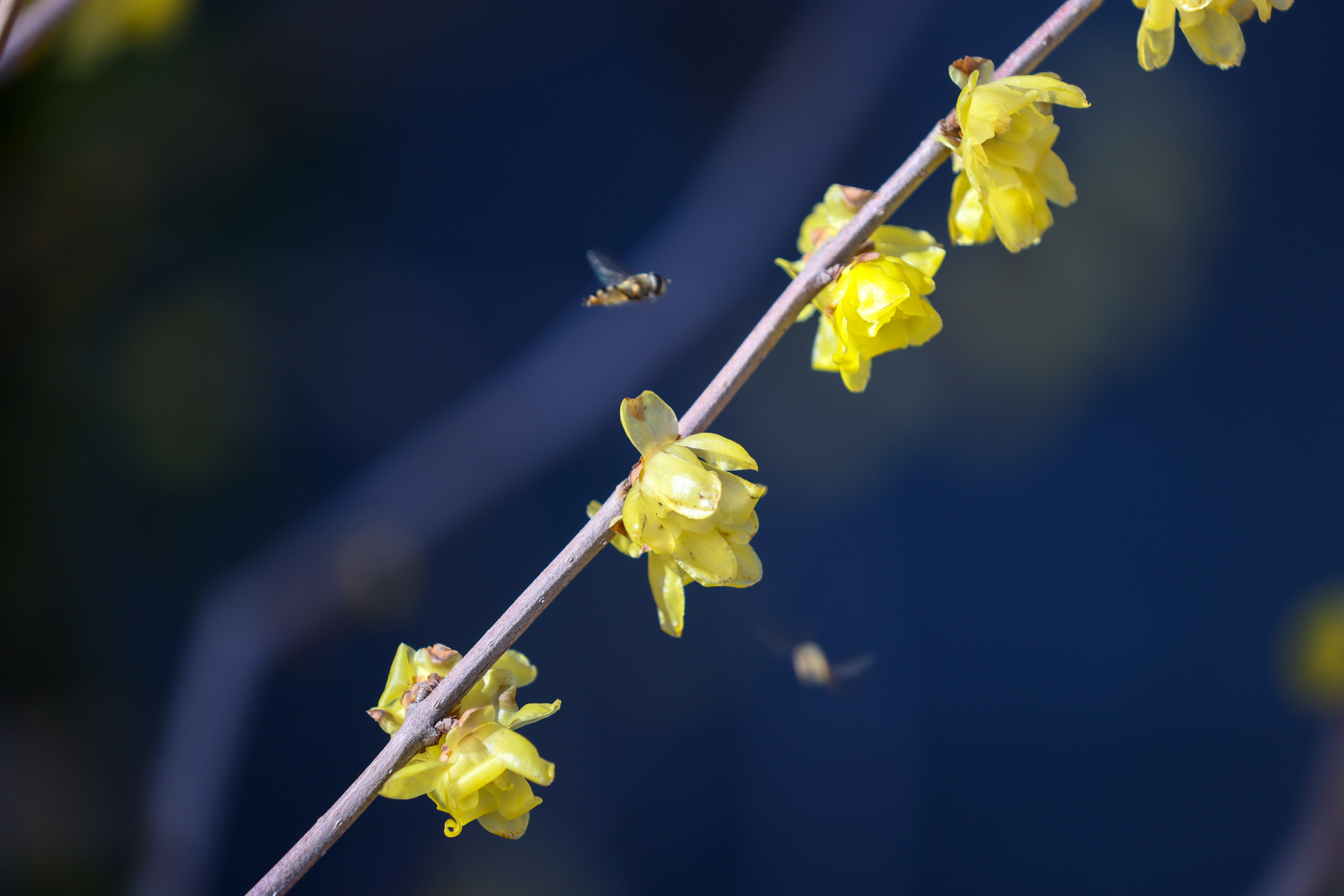 组图| 三九寒冬腊梅盛开_长江云 - 湖北网络广播电视台官方网站