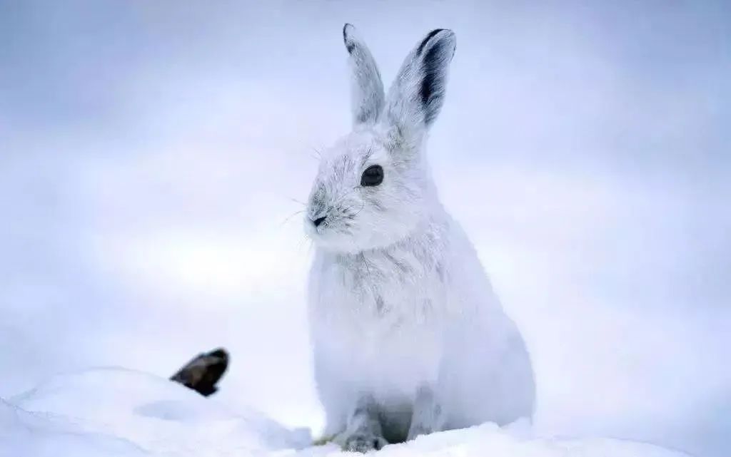 阿尔卑斯山兔子图片