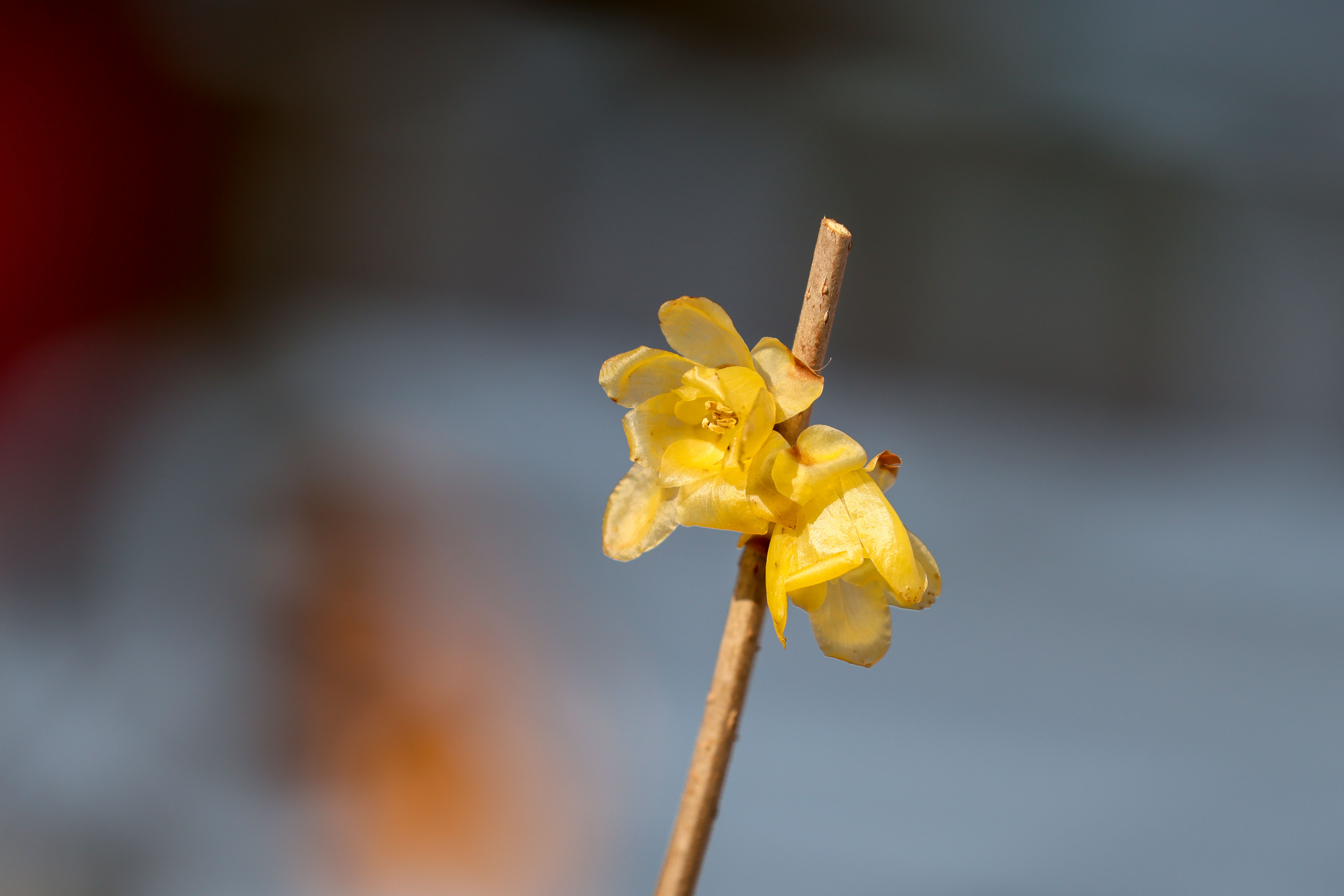 组图| 三九寒冬腊梅盛开_长江云 - 湖北网络广播电视台官方网站