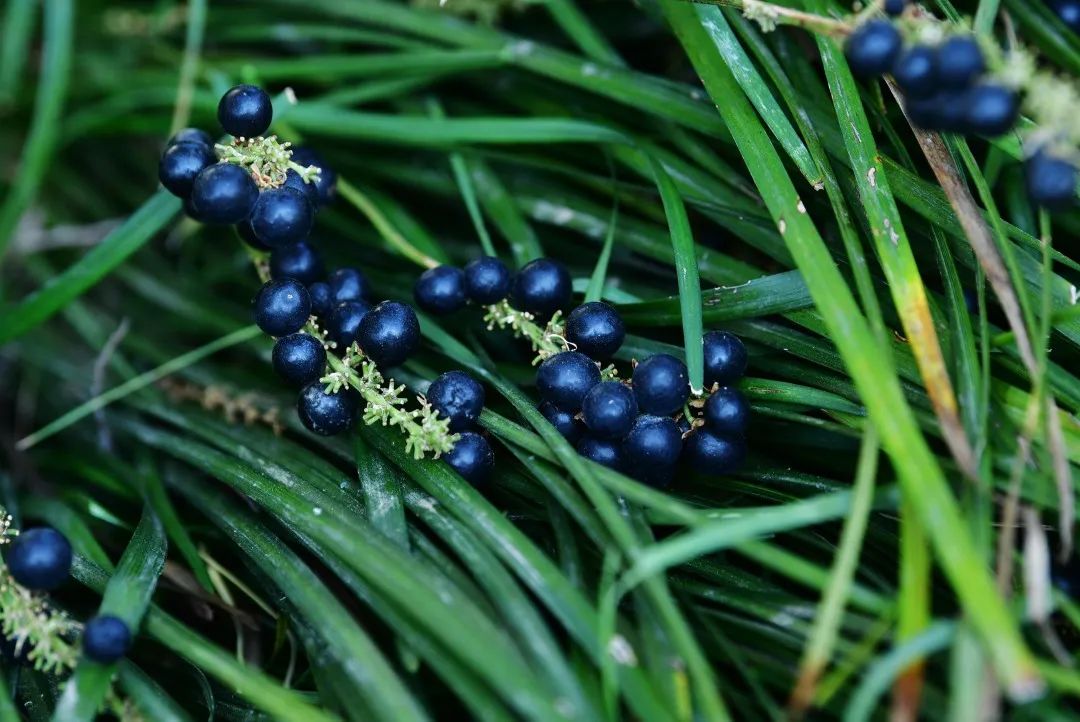 ▼月湖公园的麦冬草果实,在寒冬变成了耀眼的蓝宝石.