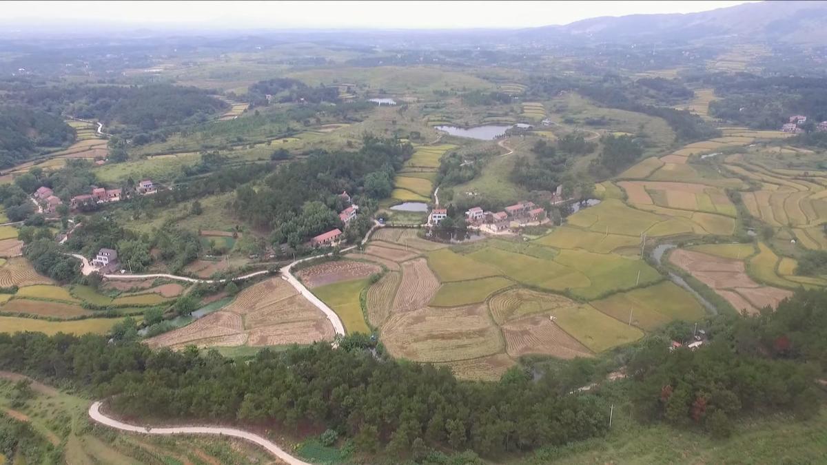 在洑水镇社桥村,一条平坦宽阔的产业路蜿蜒在村湾间.