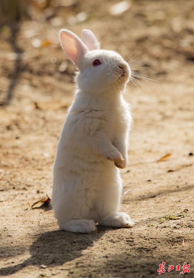 玉兔呈祥贺新春