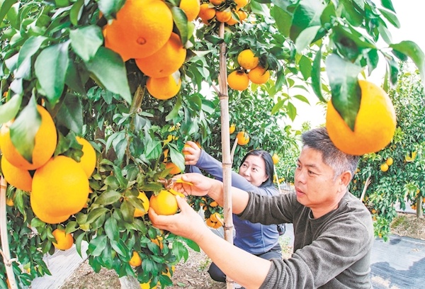 阳新融入武汉都市圈 建设宜居宜业和美乡村
