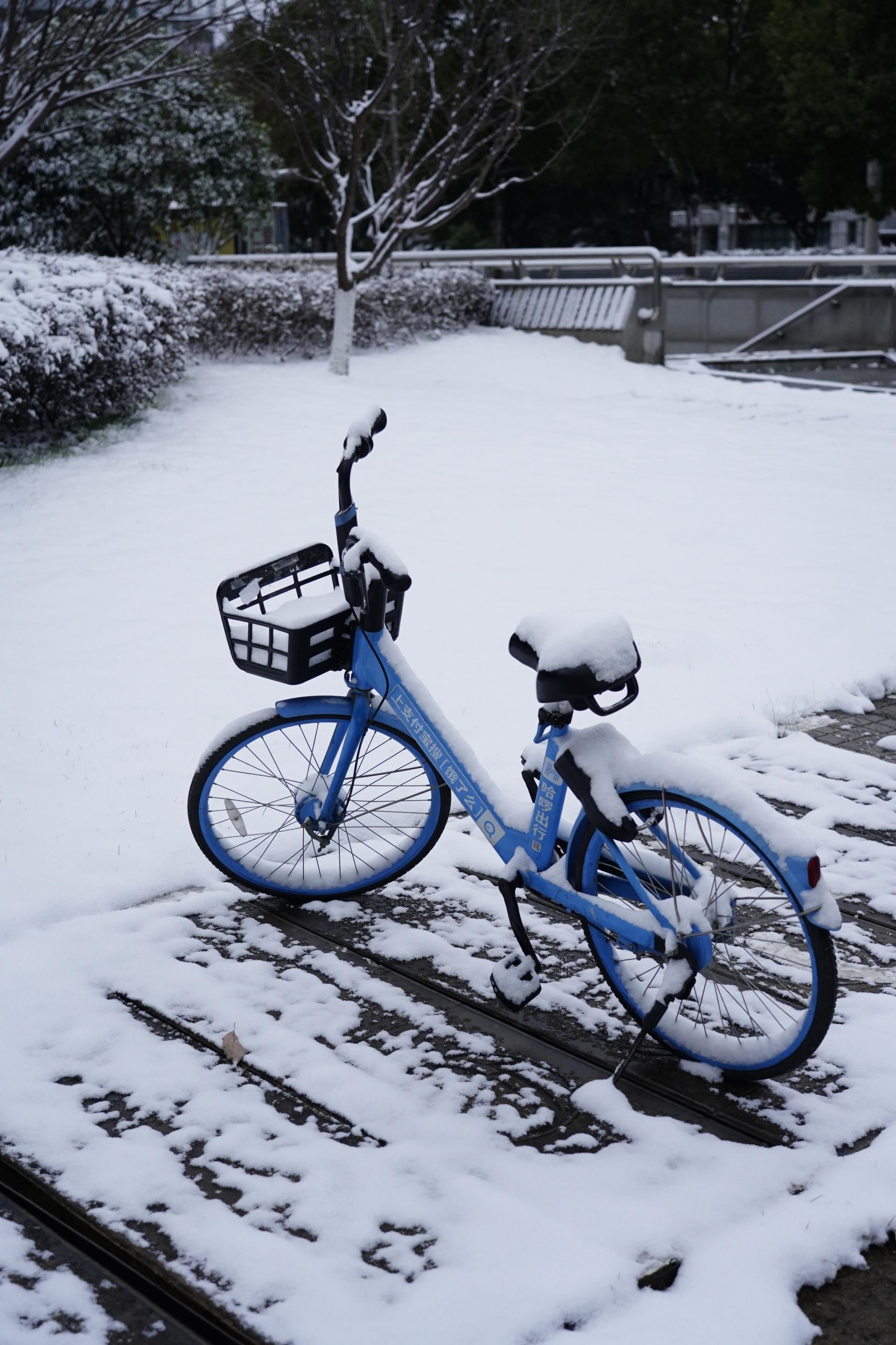 今日雪景图片图片