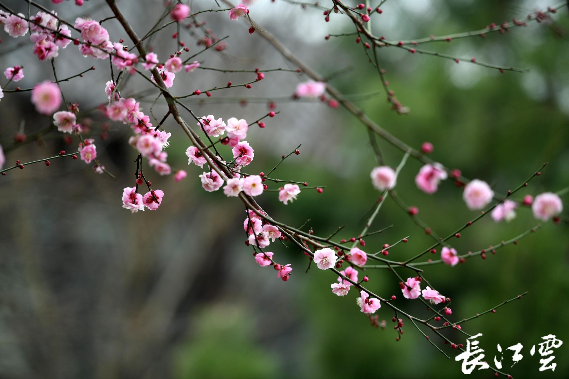 沙湖公园梅花图片