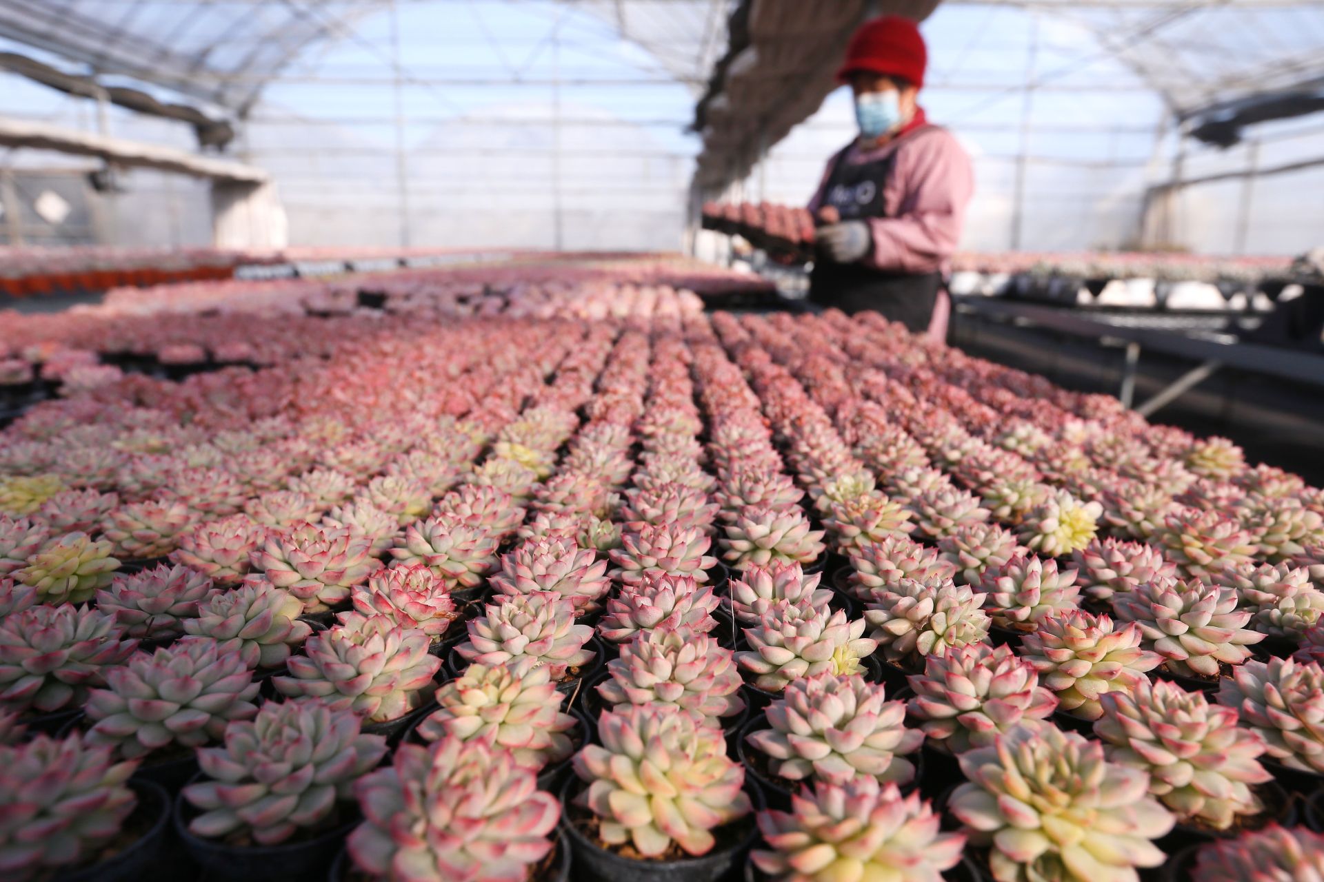 山东即墨多肉经济产销两旺