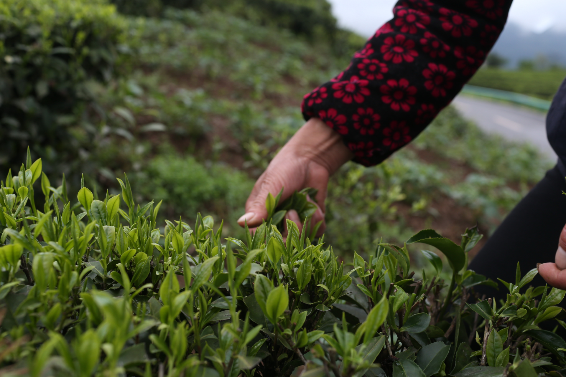 (恩施州芭蕉乡茶农采茶瞬间)搭平台,开拓渠道信心足历经了一个冬天