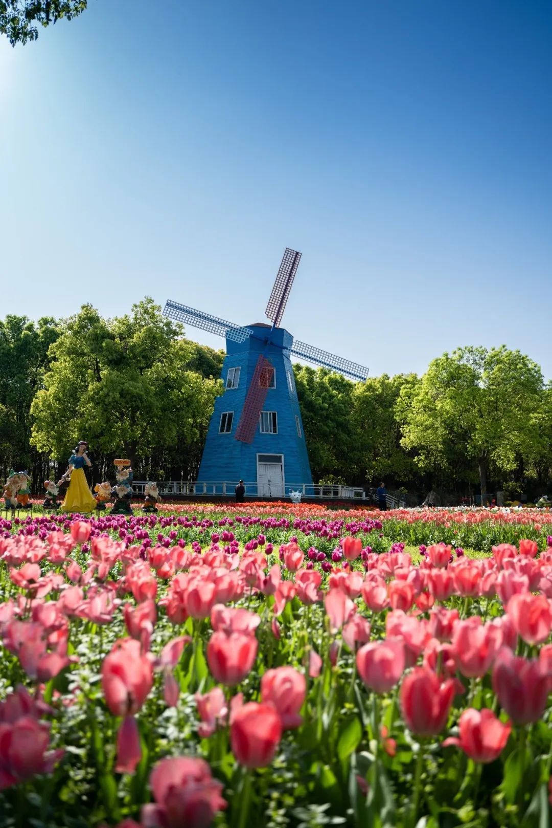 绝美郁金香花海来了