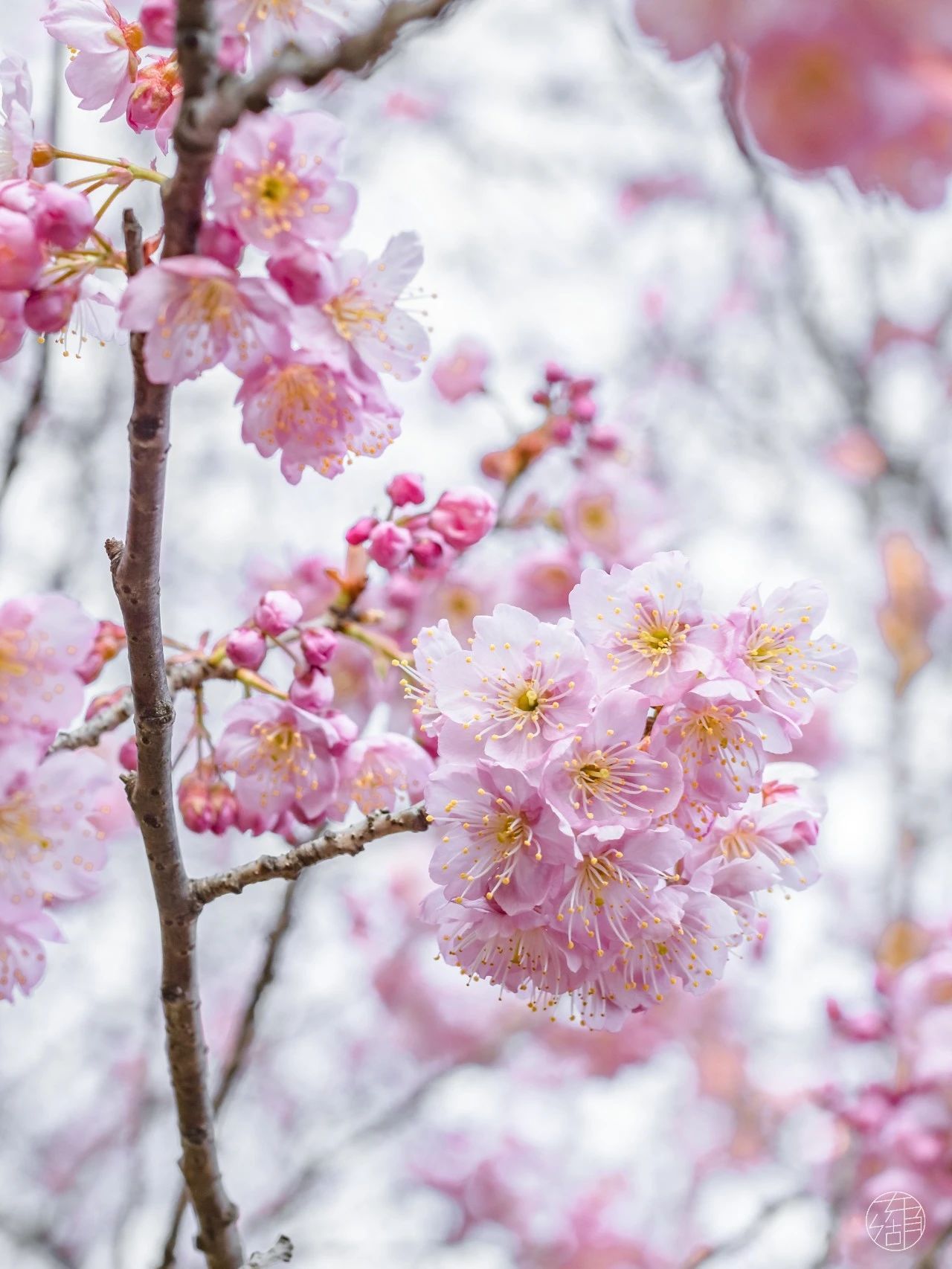武汉东湖樱花园明日正式开园