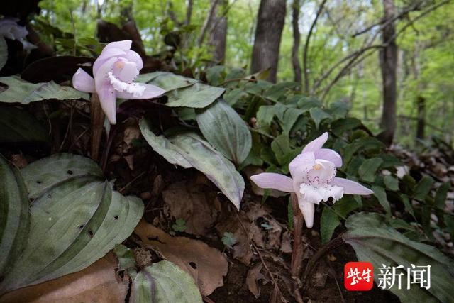 国家二级珍稀濒危植物独花兰现身句容宝华山