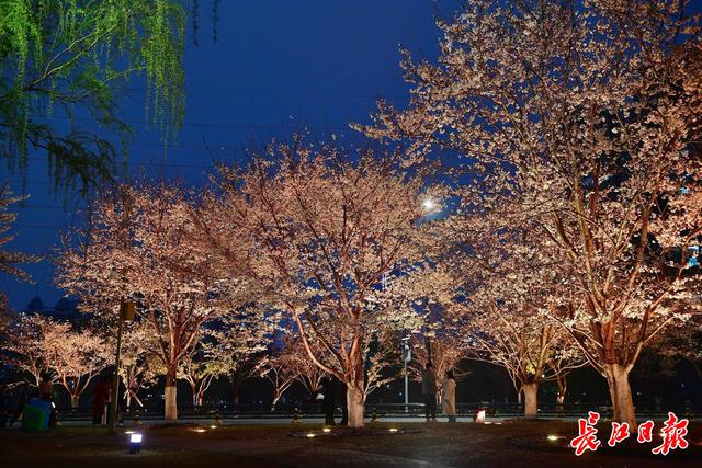 据了解,西北湖绿化广场共有樱花树1000余株,其中大多数为染井吉野樱和