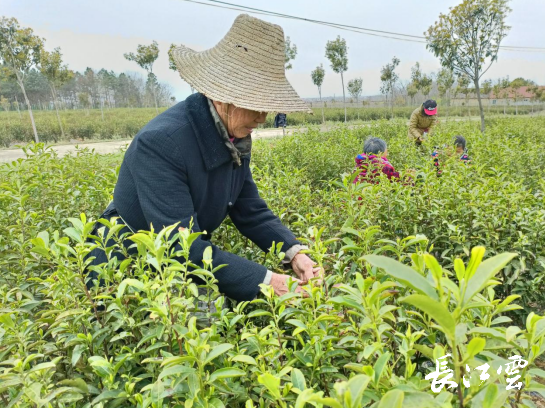 孝昌花西鄉今春頭茶開採