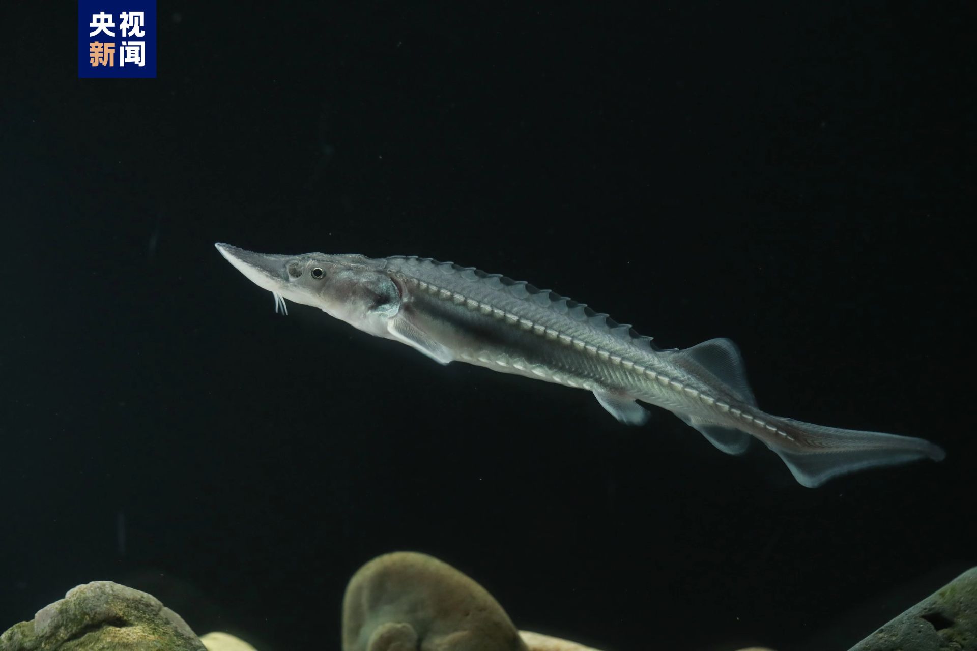 长江宜昌段放流20万尾中华鲟_长江云 - 湖北网络广播电视台官方网站