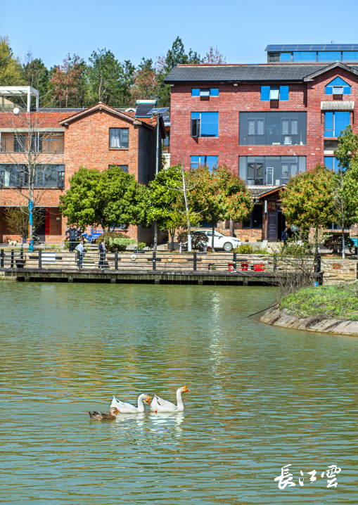 走进海洋村民宿,一幢幢房屋错落有序,青山如黛,竹海成荫,山林湖泊相映