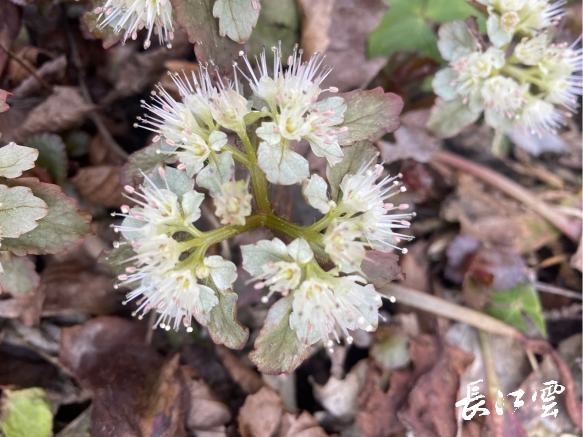 三峡大老岭区域小气候适宜大叶金腰花开正胜
