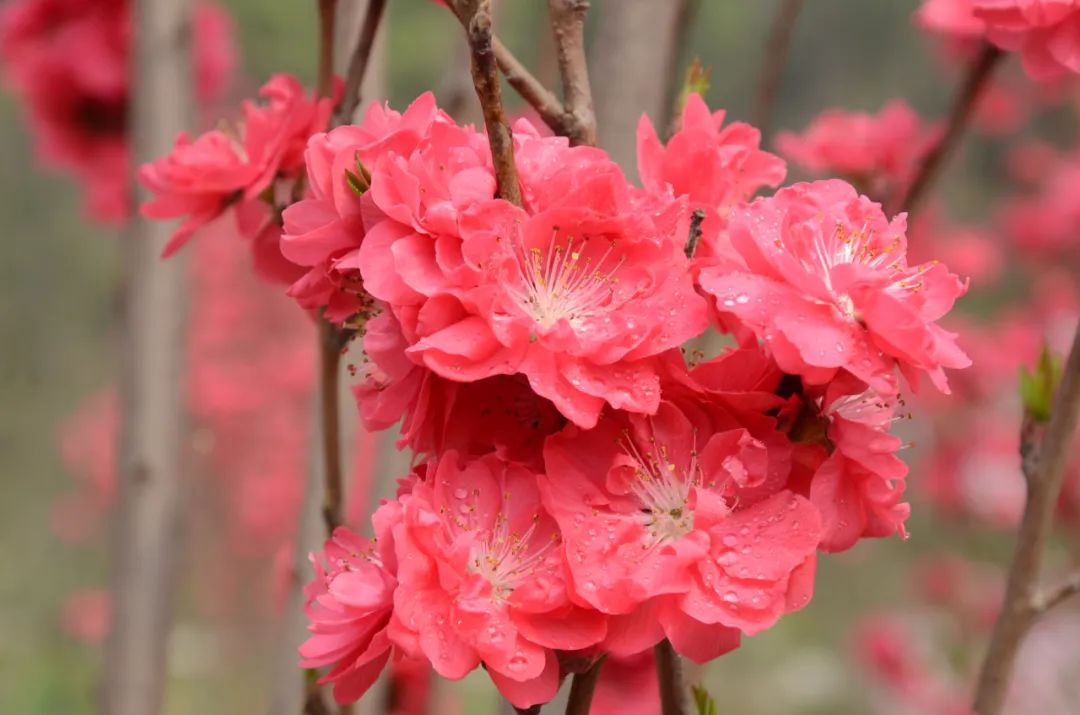 桃花醉桃花深处,桃花梦桃花飘零,桃花映这样的美景又怎能不让人心动?