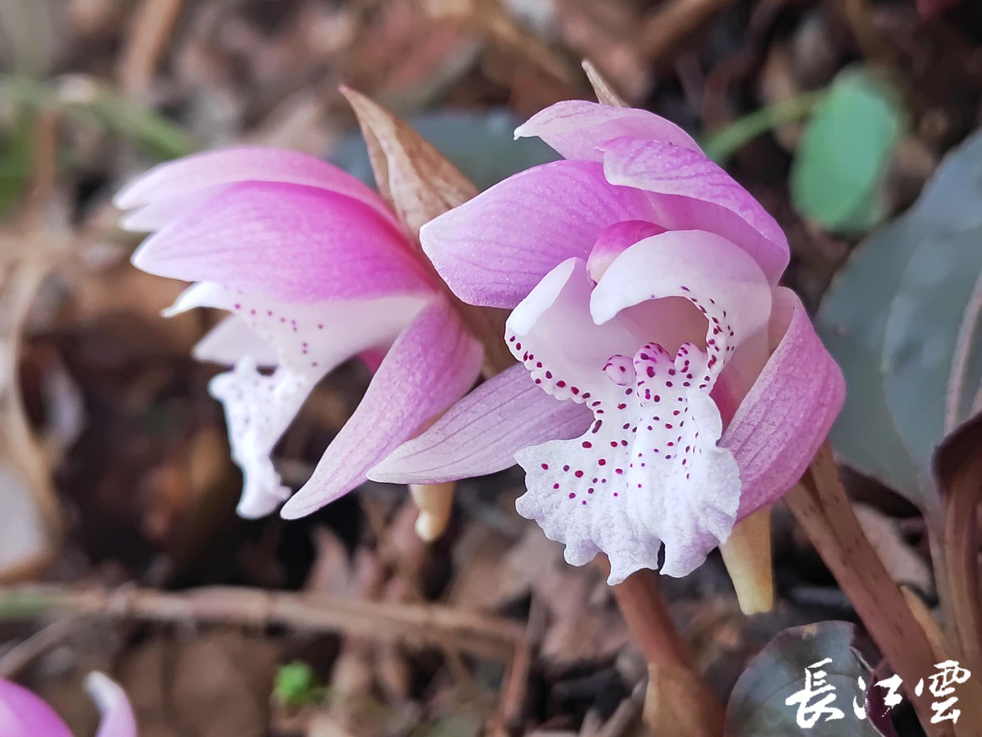独花兰拉丁学名:changnienia amoena,兰科(orchidaceae)独花兰属