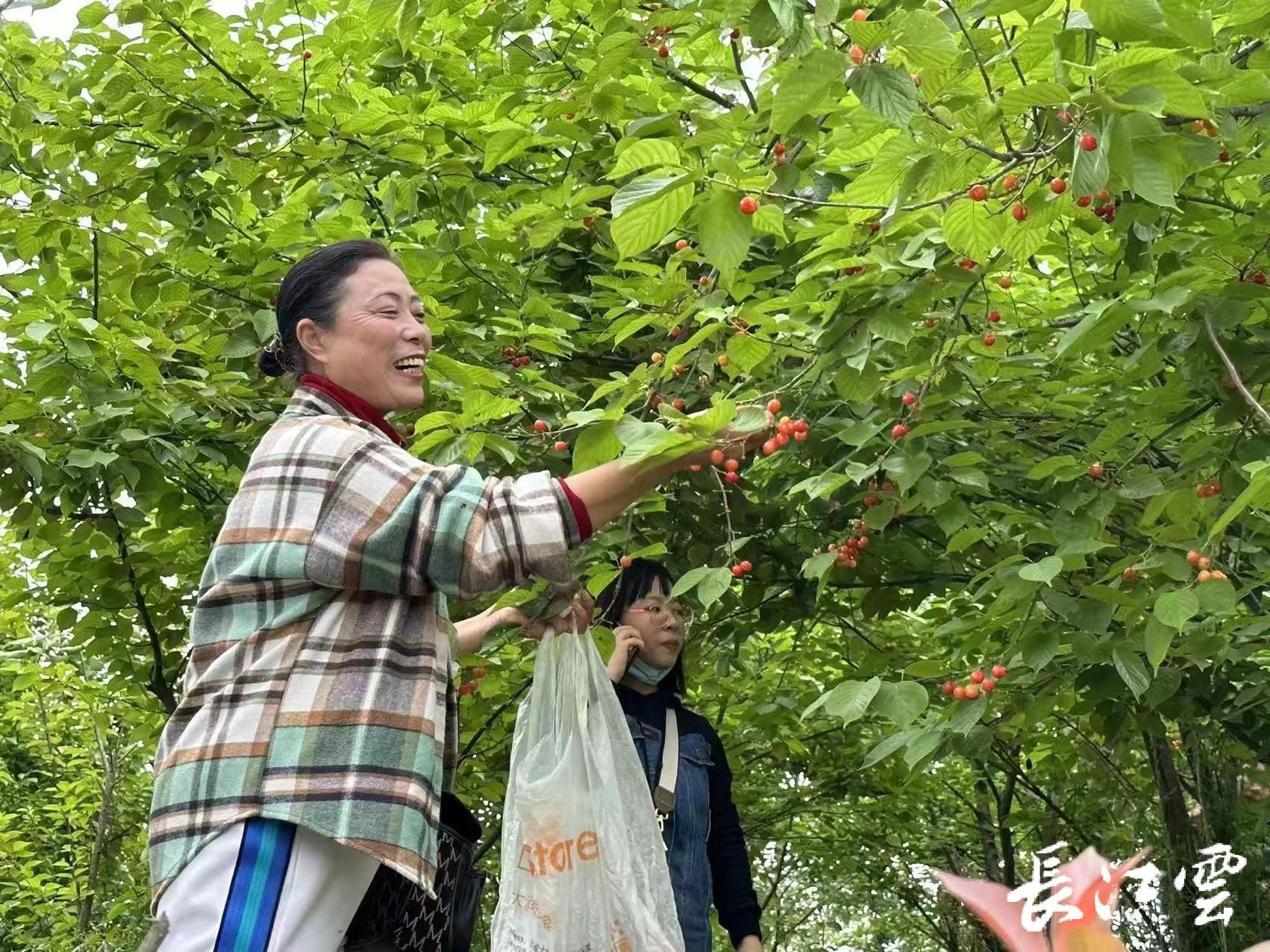 以果为媒农旅融合十堰房县举办第九届樱桃采摘节活动